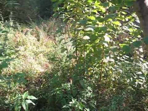 kleines Paradies in Elmenhorst: Standort: zwischen unterem und mittlerem Teich