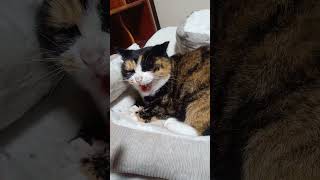 猫に指さしして、怒らせたい。 #shorts