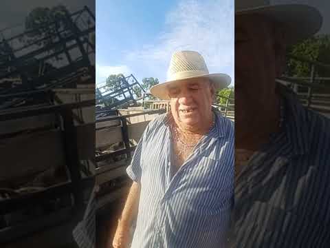 #youtubeshorts #youtubeviral #porco #venturosa #pernambuco #brasil