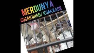 Download lagu KOAK KAOK PANDAI BERSIUL DAN BERGAYA mp3