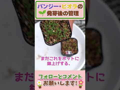 ミルキーキキョウ、カンパニュラ ラクティフローラ