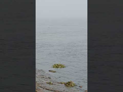 Yah hawa mere sang sang chal#song #Indrani wishes-7j# kolkata