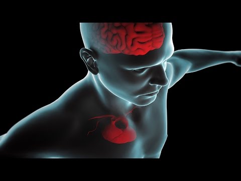 Human Physiology - Overview of Autonomic Innervation to the Heart