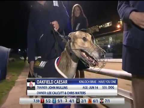 WILLIAM HILL STANDARD - T5 CLASH