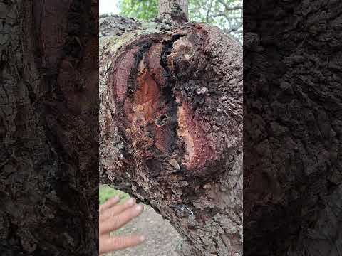 Do alto da serra até o Sítio Baixas: um passeio cheio de paisagens incríveis.