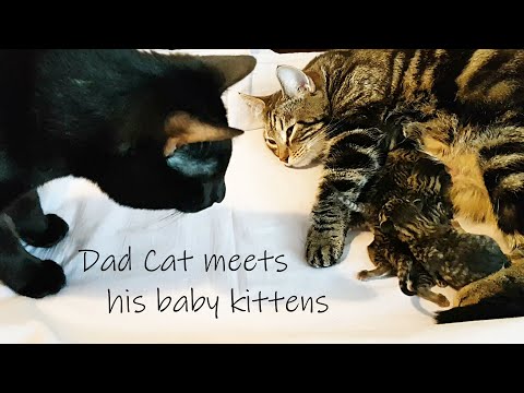 Dad Cat meets his BABY KITTENS for the first time - What happens?