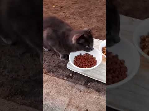 I found Temptations dry cat food not the treats but dry cat food. Let's see if Ms. Cubby like it.