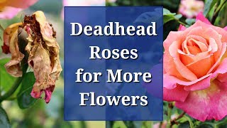 Deadhead Roses for More Flowers