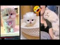 Funniest Cat Will Cheer You Up CatsInc Episode 2649