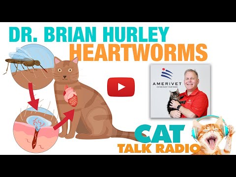 Cat Talk Radio - Heartworms with Dr. Brian Hurley