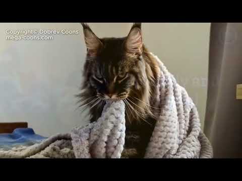 Giant Maine Coon Kittens Ready to Go Home