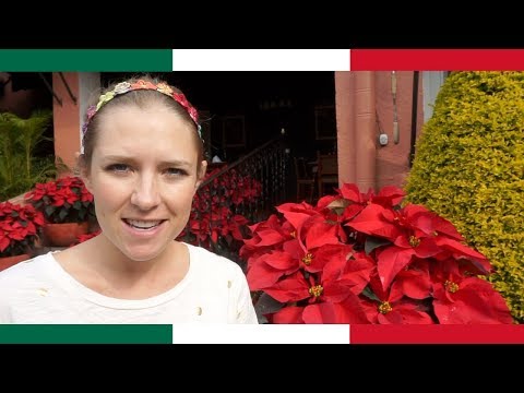 The LUXURIOUS Side of Cuernavaca, Morelos 🇲🇽