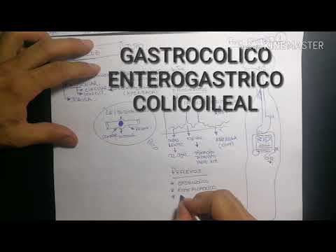 FISIOLOGIA GASTROINTESTINAL