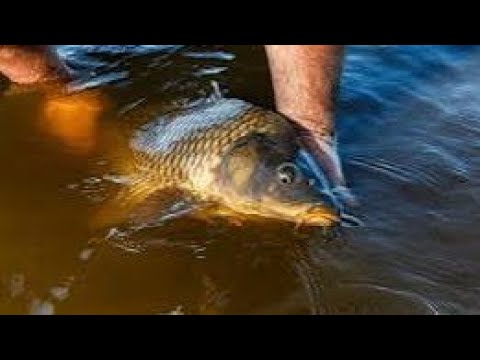 OKULOOTA EKY'ENYANJA OBA NGA OVUBA EBYENYANJA ( DREAM ABOUT FISH OR FISHING🎣)