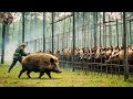 How Do Hunters And Farmers Deal With Millions Of Wild Boars By Trap And Gun In The World