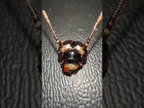 My CENTIPEDE might be a SERIAL KILL3R!! 💀🫣