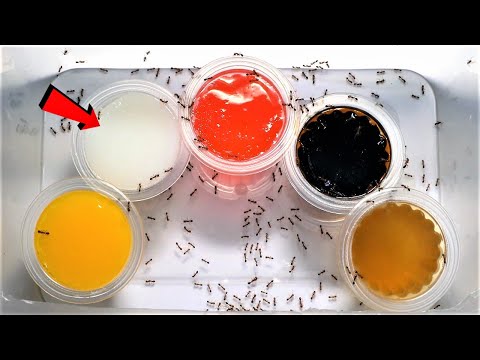 Which of these FIVE FLAVOURS will FIRE ANTS love most? | Fire Ant Taste Test