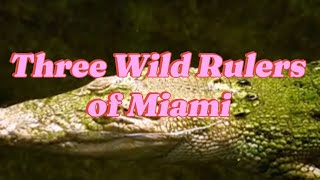 Three Wild Rulers of Miami #UrbanWildlife #Miami