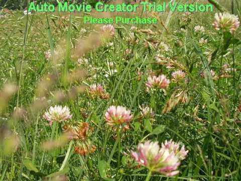 Raslo mi je badem drvo