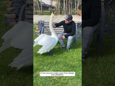 A man rescued a baby swan from danger and adopted it.
