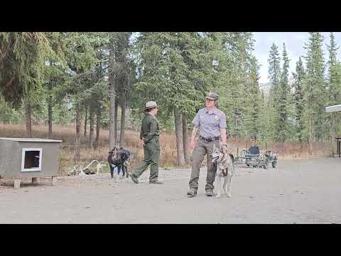 sled dog demonstration Denali, Alaska 2023