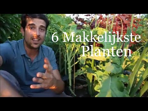 , title : '6 Makkelijke Planten Voor In Jouw Tuin!'