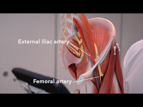 Arteries of the lower limb