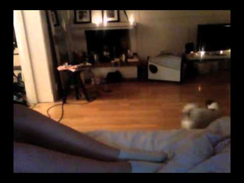 feitedorris och knulle