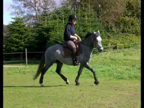 Elmholts Bacardi - 3 år