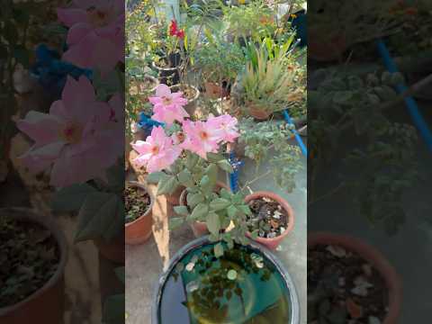 Boost Rose Blooms with Epsom Salt: Easy Gardening Hack!