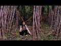 How To Make Best Sugar From Sugar Cane