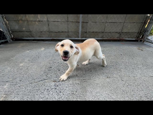 (子犬) 犬種:ラブラドール・レトリーバー 女の子 ブリーダー マロニエケンネル MARRONNIER KENNEL k4059の画像