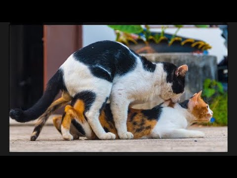 Why Female Cats Scream During Mating