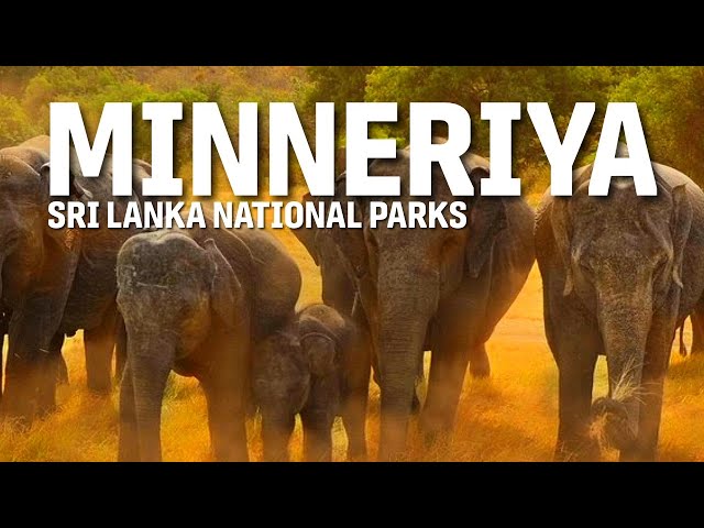Travel vlog - Why Kaudulla & Minneriya Are the BEST Places to See Elephants