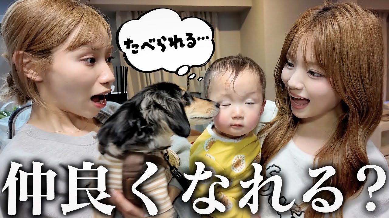 親友のみゆの家にミニぎしと遊びに行ったらハルに襲われて大ピンチ