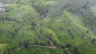 Download lagu Free Footage - Aerial video perkebunan teh #7 mp3
