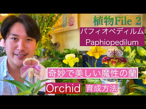 パフィオペディルム・グラウコフィラム