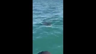 Squalo elefante avvistato nel mare di Trani: ecco l'esemplare nel video diffuso dal Wwf