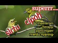Download Lagu suara masteran burung sirtu jantan saut sautan dengan betinanya Mp3 Free