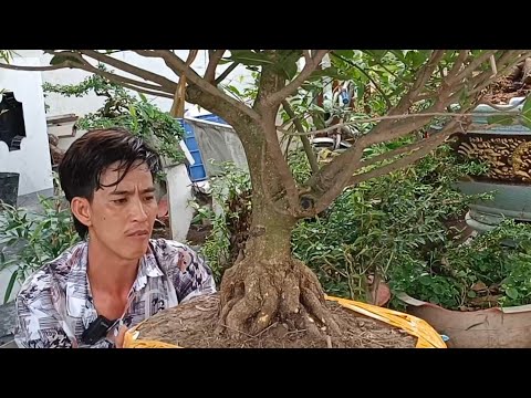 (@HẢI zalo_#0937178661)Mai vàng, tứ quý , cây cảnh bonsai, cây ăn trái GL 28/4/2023