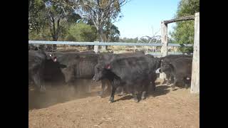 Cressaire 51 Heifers