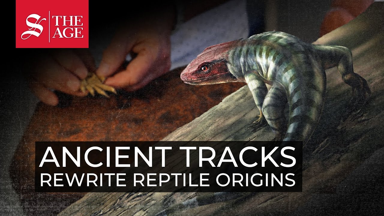 Ancient tracks rewrite reptile origins