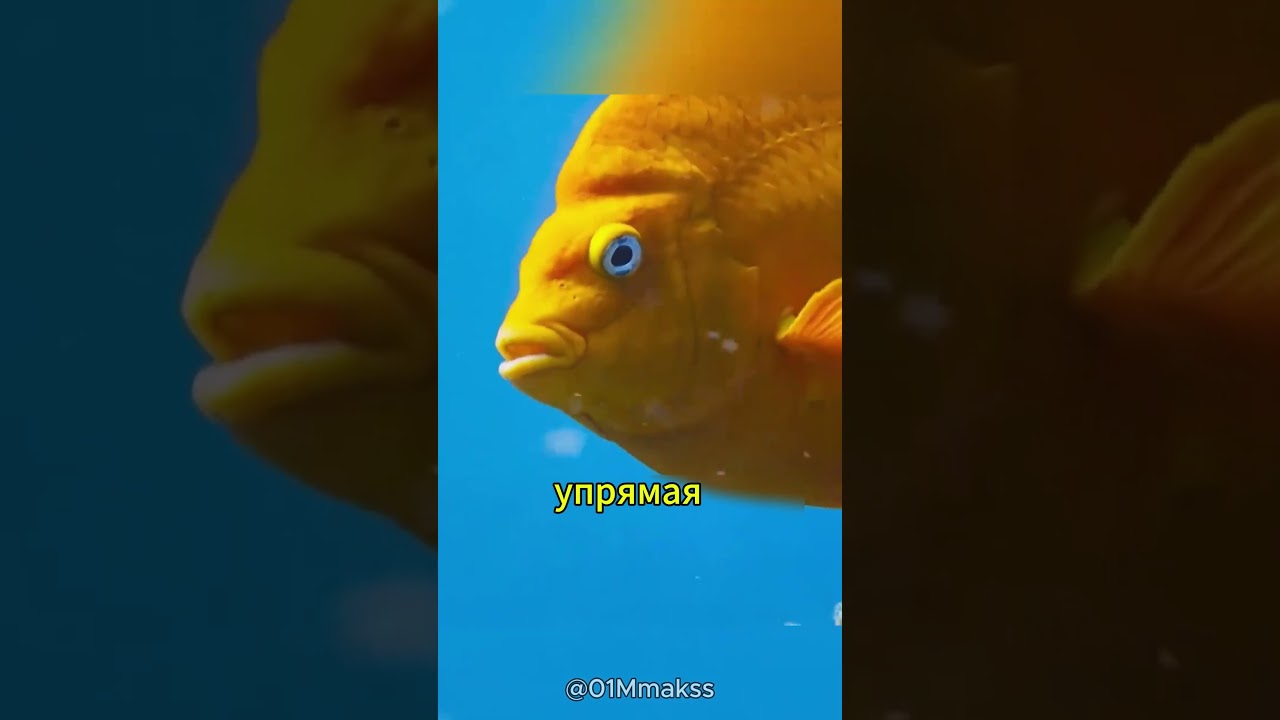 ��������� ����� �� ����� - ��� ������ ����