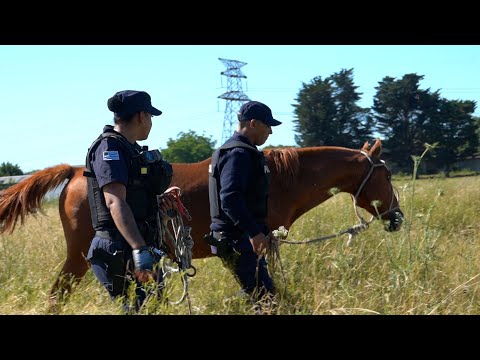 Operativo interinstitucional retira caballos sueltos de la vía pública