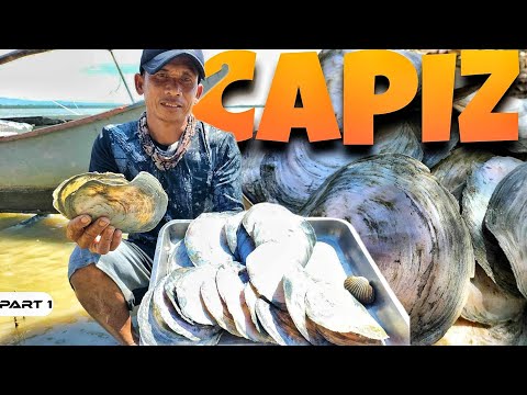 P1-CAPIZ FORAGE AND COOK - 1243