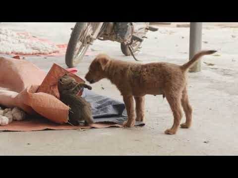 The Wienerlympics! - Cute & Funny Dog Video