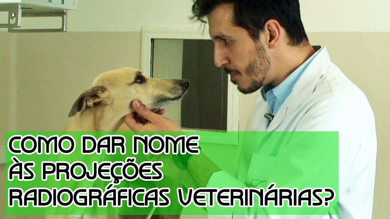 Como dar nome às projeções radiográficas veterinárias?