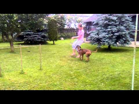 Aida-Zdenka=Dogdancing