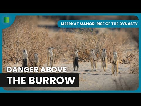 Whiskers Face Rival Gangs’ Attack | Meerkat Manor: Rise of the Dynasty