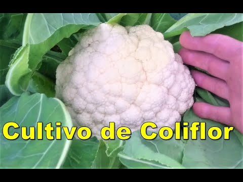 , title : 'Cultivo orgánico de la Coliflor.'